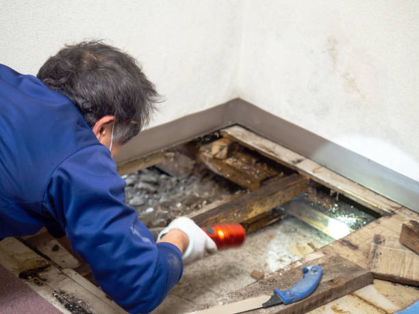 Best Professional Mold Removal  in Trabuco Nyon, CA