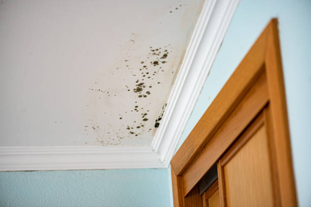 Trabuco Canyon, CA Mold Removal Company