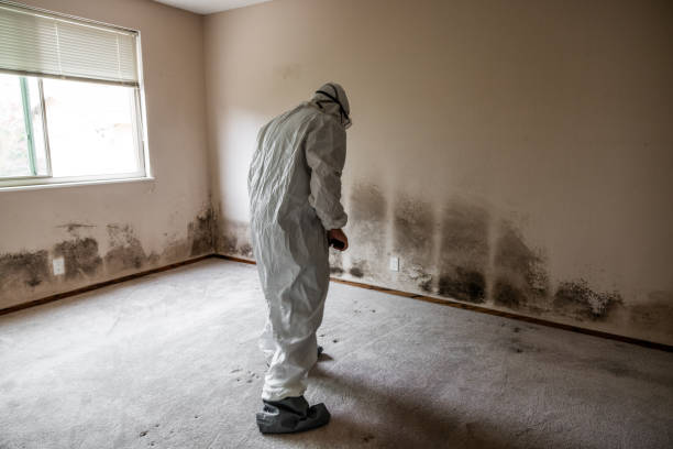 Best Certified Mold Removal  in Trabuco Nyon, CA