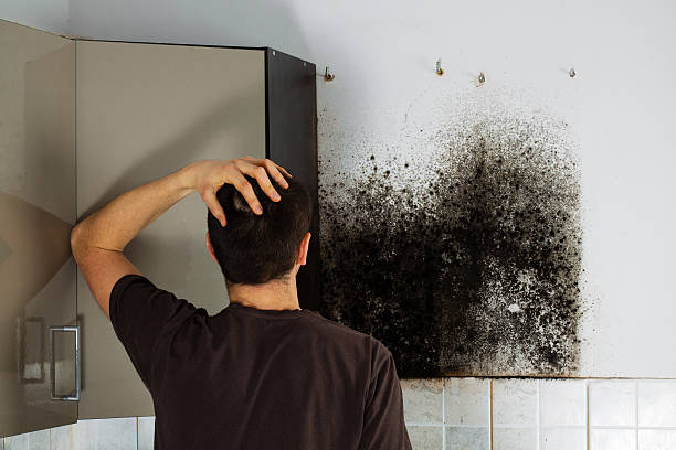 Best Mold Damage Repair  in Trabuco Nyon, CA