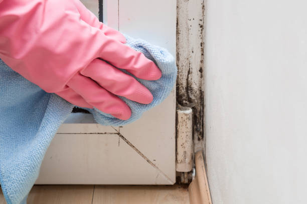 Best Residential Mold Removal  in Trabuco Nyon, CA